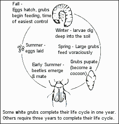 White Grub - Life Cycle